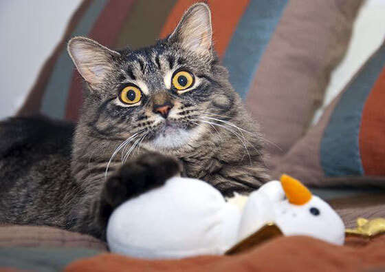 _灰熊全力以赴,破敌方阵如入无人之境_,灰熊0.1秒绝杀