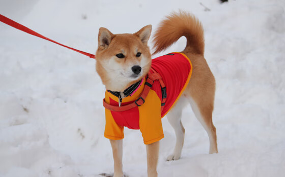 德国马术协会推出马术运动员健康管理系统，关注运动员身心健康。