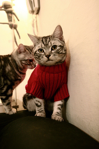 美国马术队在2024年巴黎奥运会上获得团体障碍赛银牌，时隔三年再获奖牌。