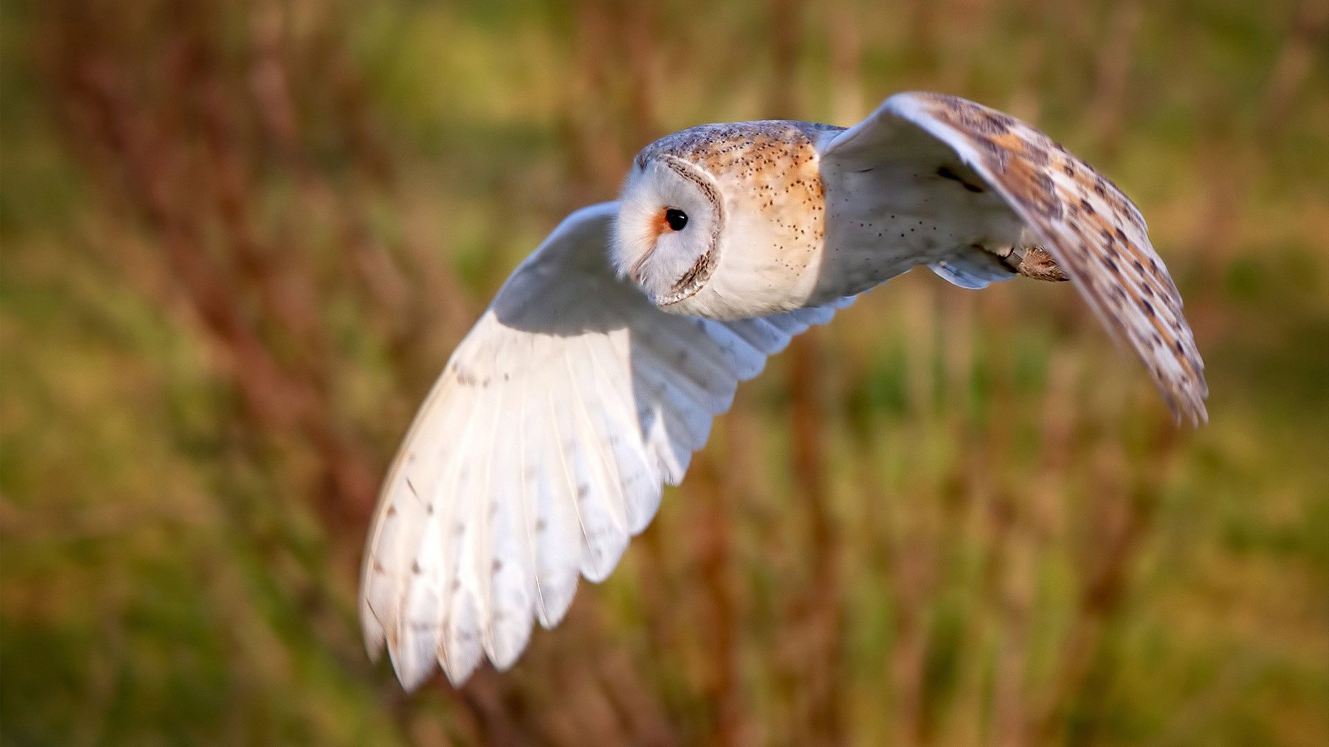 视频直播全景化、高清化升级，带来沉浸式赛事体验，vr全景直播方案