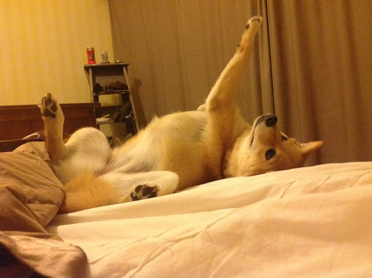 魔术推出“AI战术挑战赛”，球迷可尝试教练角色，iacm魔术