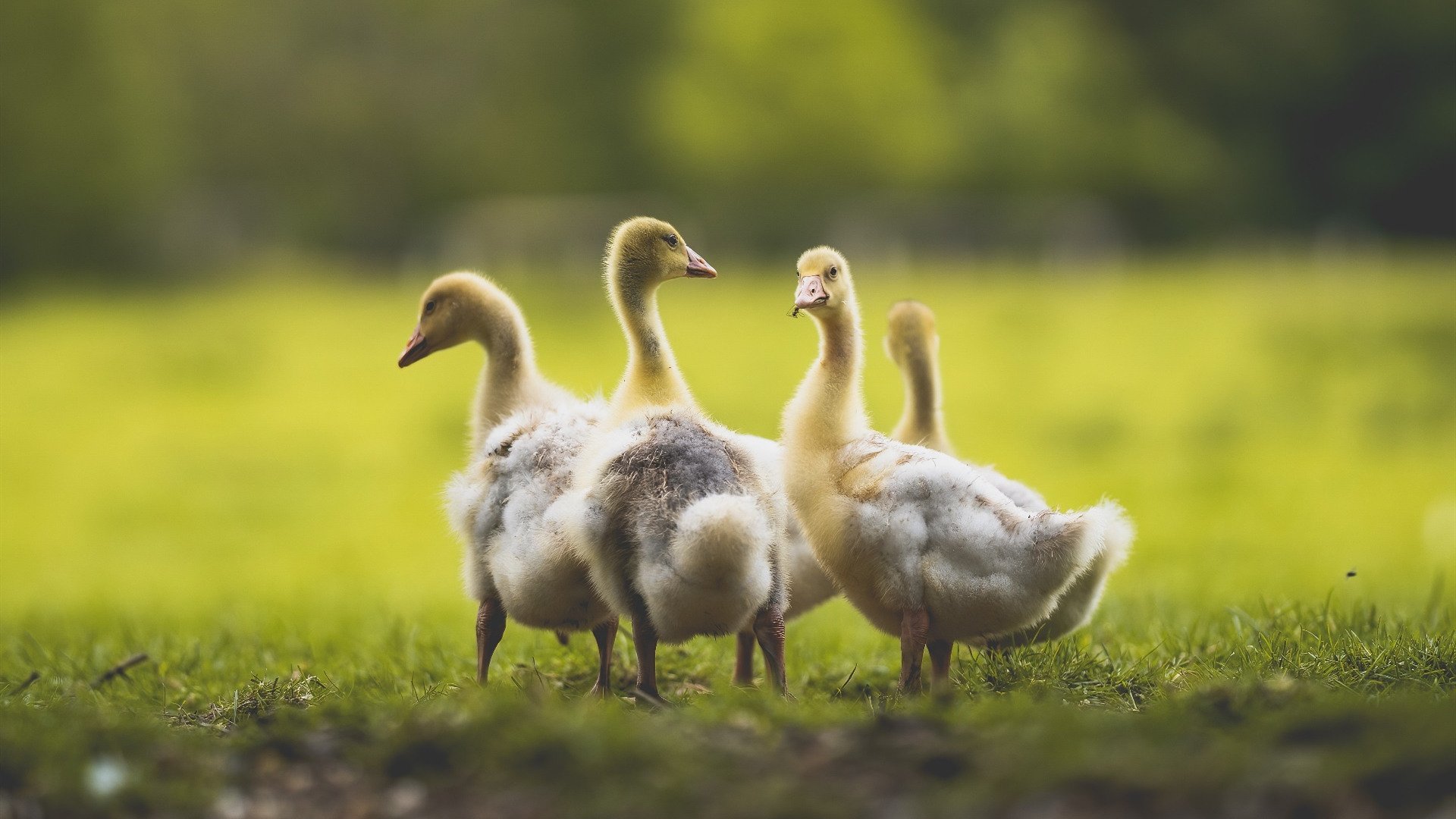 尤尼克斯战术调整显成效，防守端提升明显，尤尼克斯攻防兼备