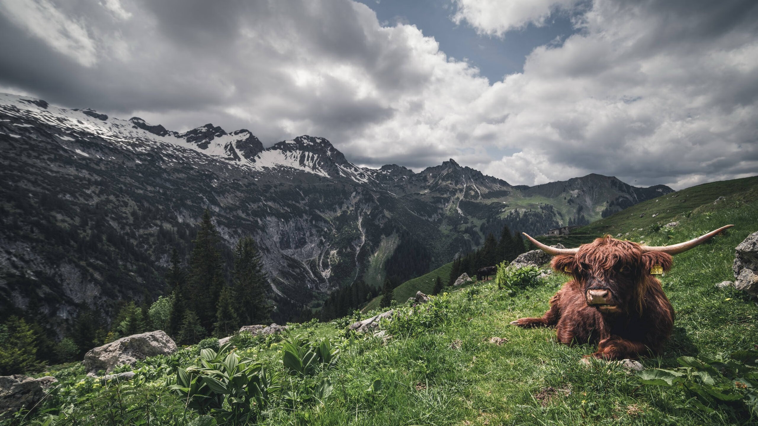 悉尼国王状态强劲冲击冠军，悉尼king cross
