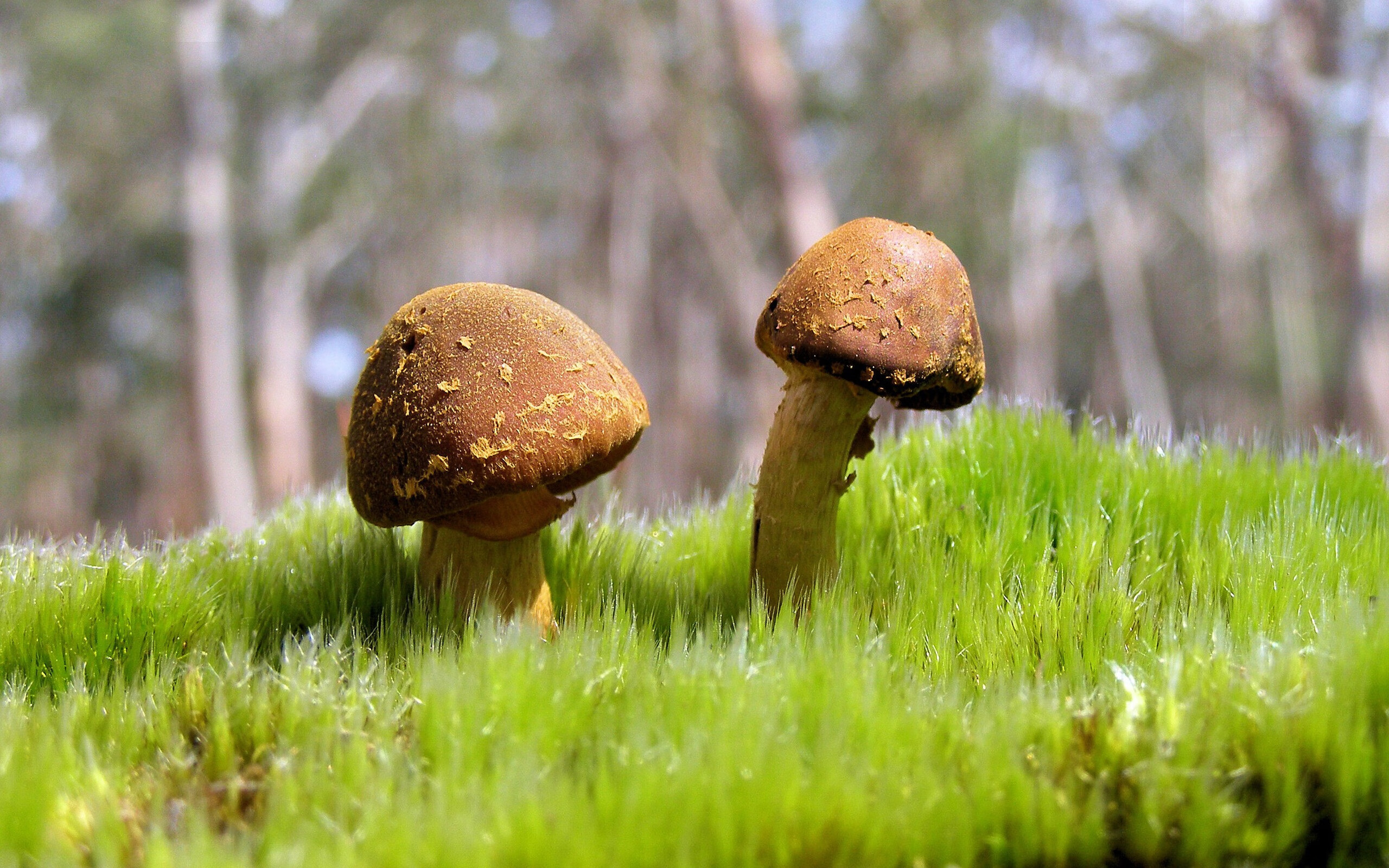 意外游泳比赛计时系统故障，游泳比赛 计时