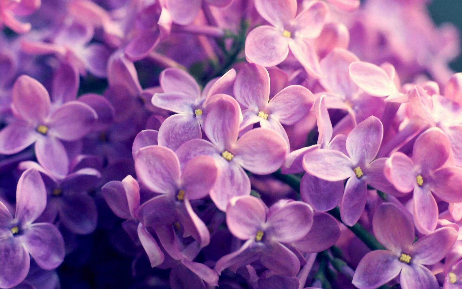 维克托·文班亚马（Victor Wembanyama）当选2024年NBA最佳新秀，nba2002年最佳新秀