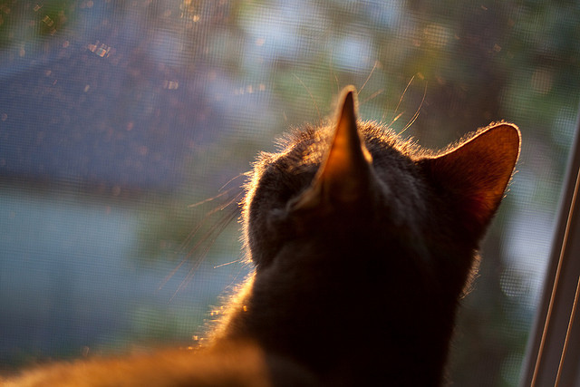 纽约篮球圈再掀波澜，篮网队以一敌众，纽约 篮球