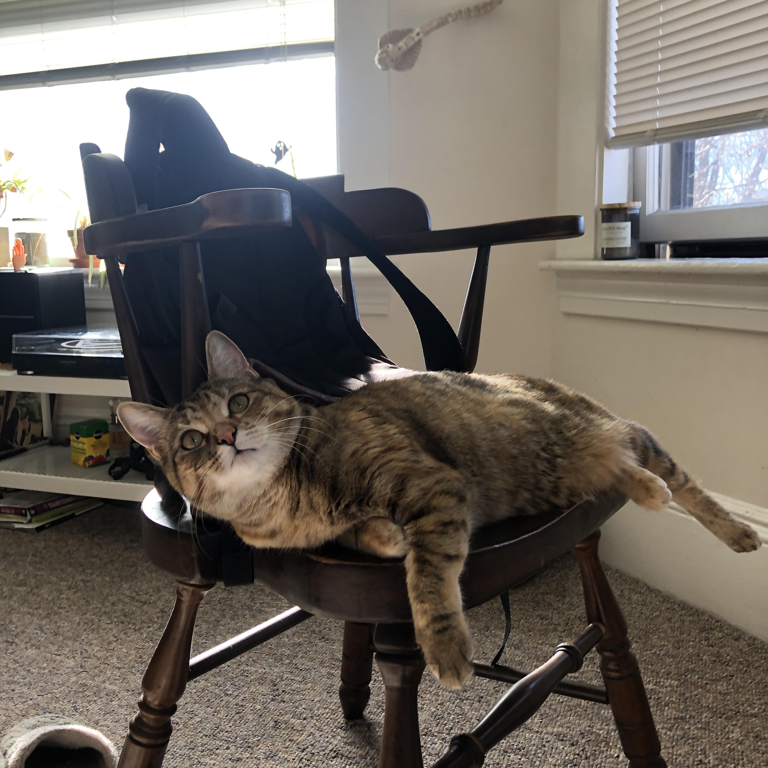 葡萄牙队成功晋级欧洲杯，期待卫冕之路，葡萄牙晋级2020欧洲杯了吗