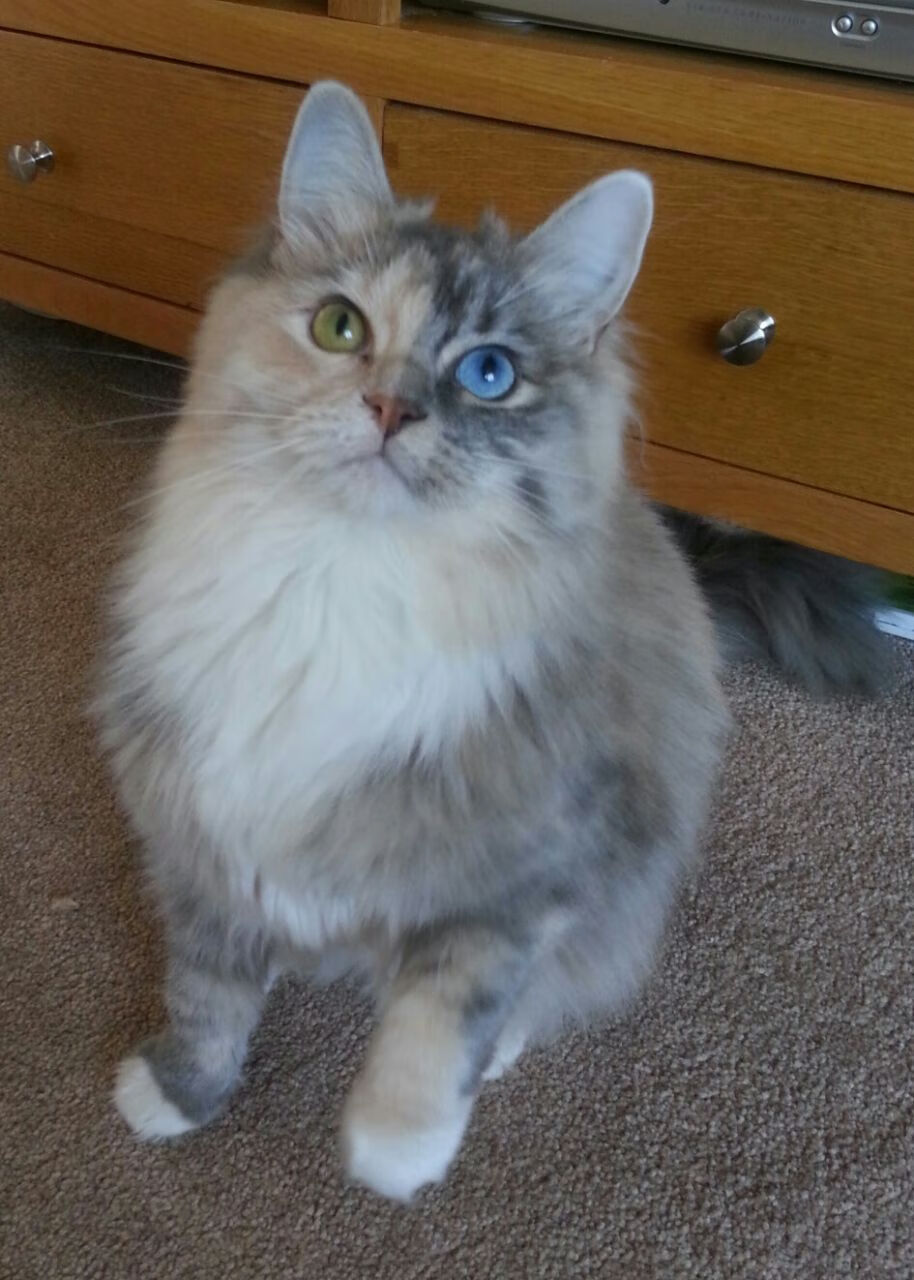 蓝色梦魇再起,欧冠赛场刮起风暴,欧冠蓝色球衣