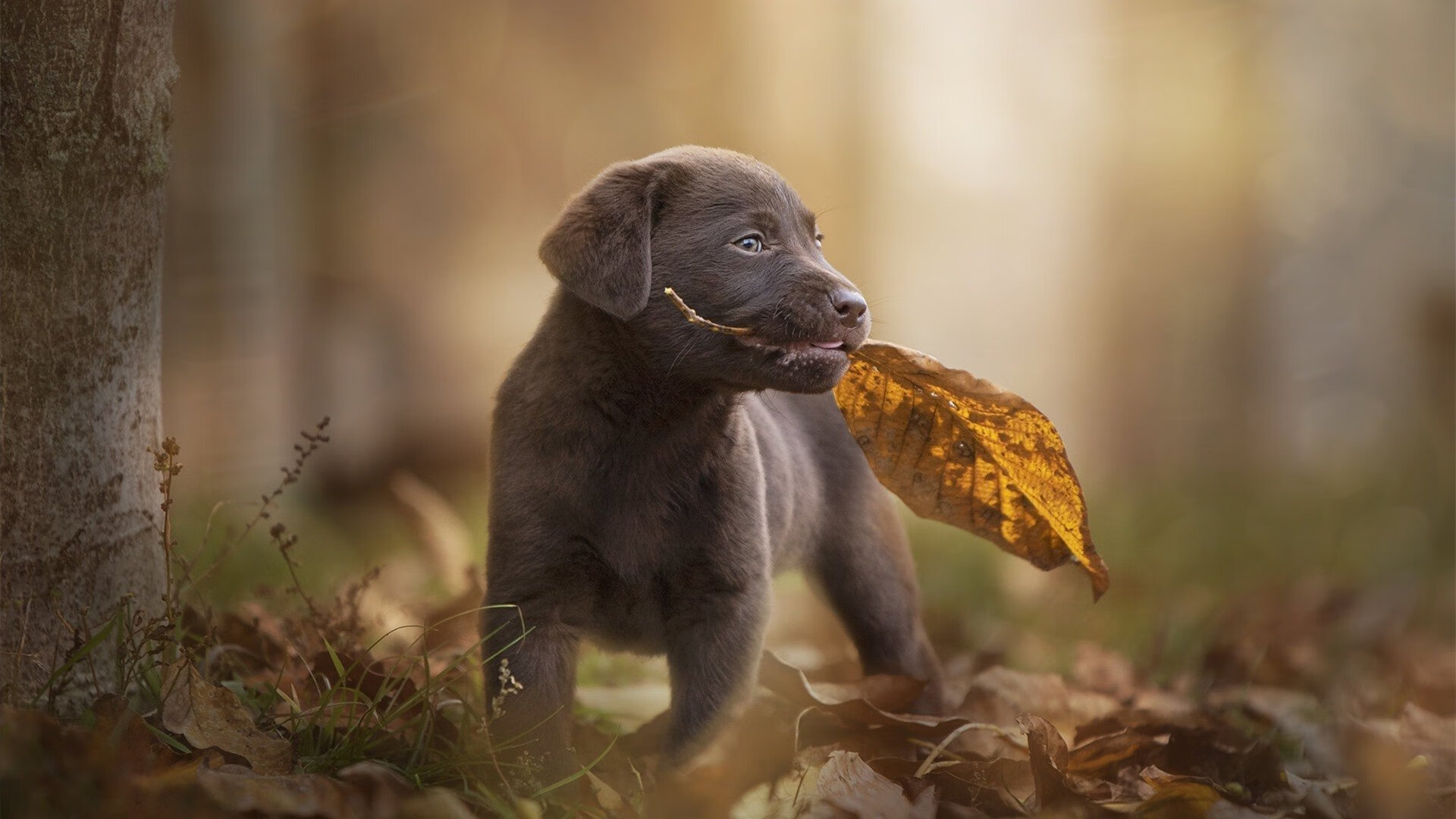 葡萄牙体育球员获月度最佳奖，葡萄牙年度最佳足球运动员