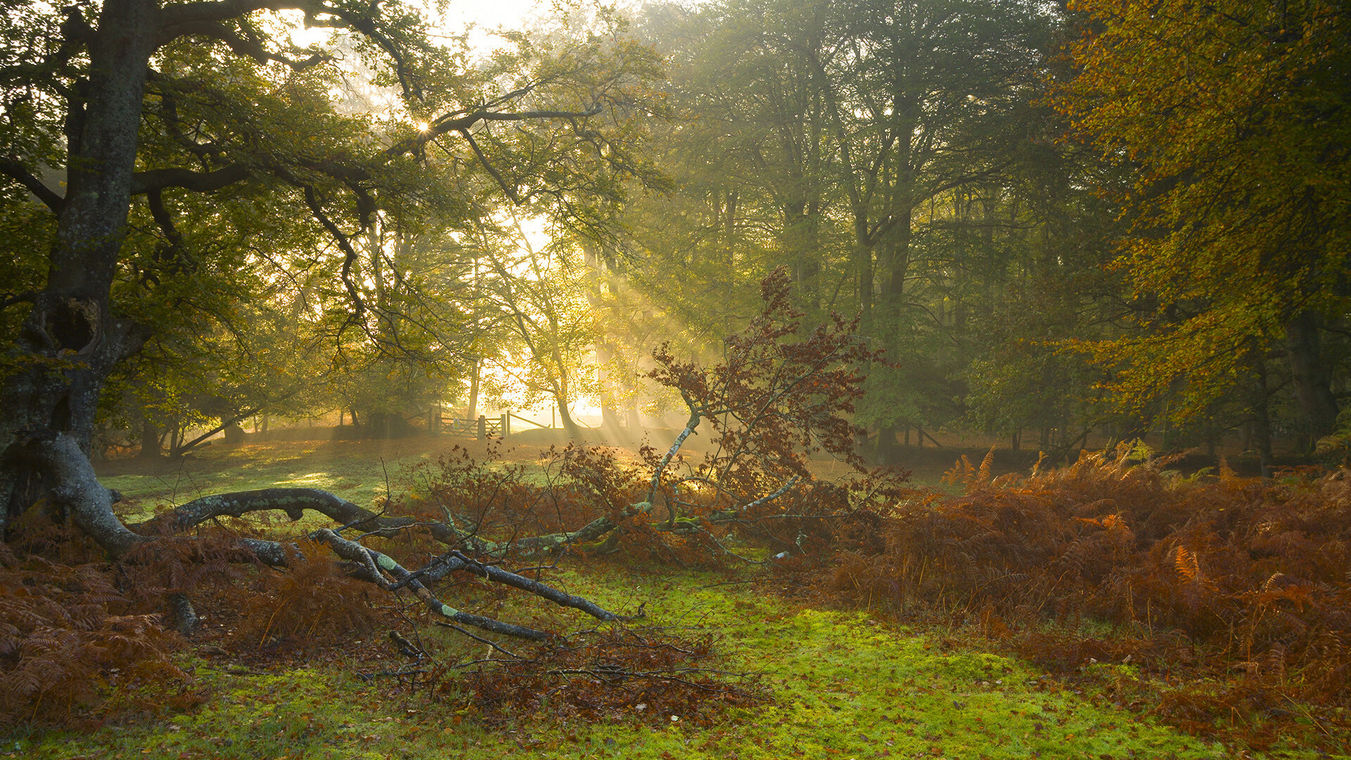 Chinese Taipei乒乓球队的制胜法宝:灵活战术解析,乒乓台北