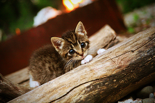 中国三人女篮稳步提升比赛经验 技术日臻成熟，中国三人女篮比赛完整视频