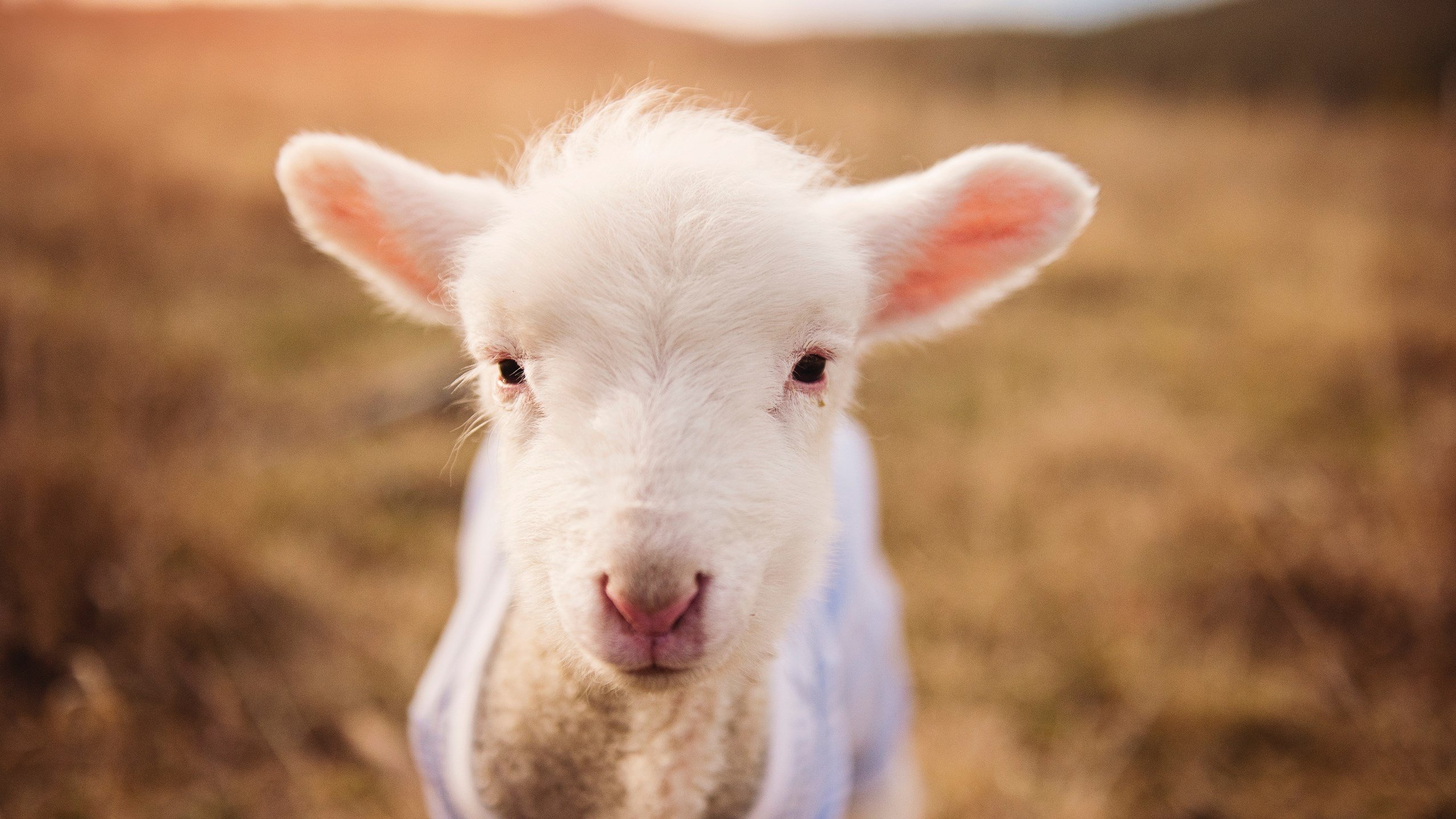 帕利斯特赛后感谢团队支持,帕利斯特赛后感谢团队支持的话